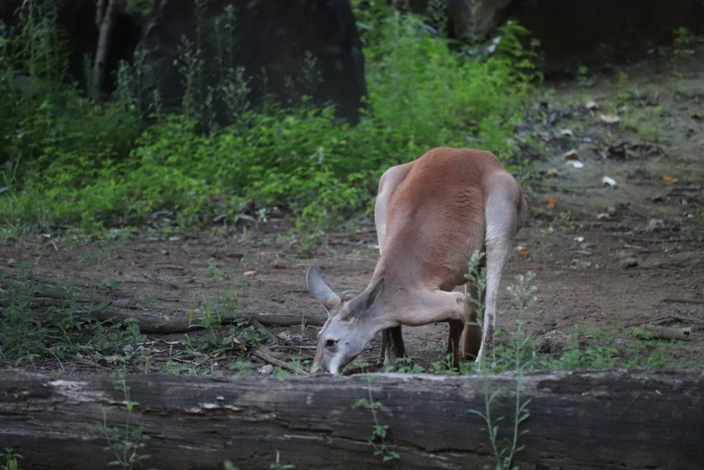 アカカンガルー2