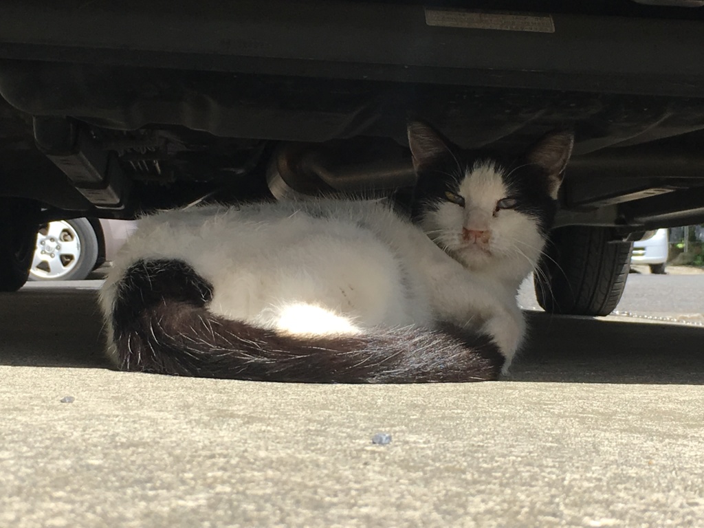 猫ちゃん5