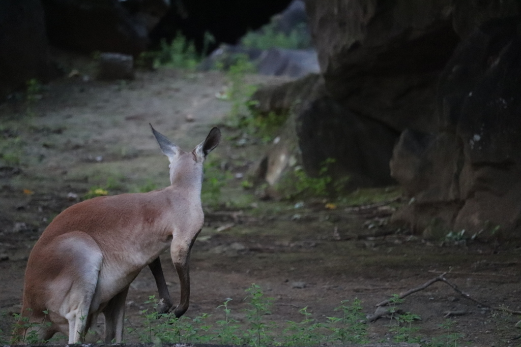 アカカンガルー4