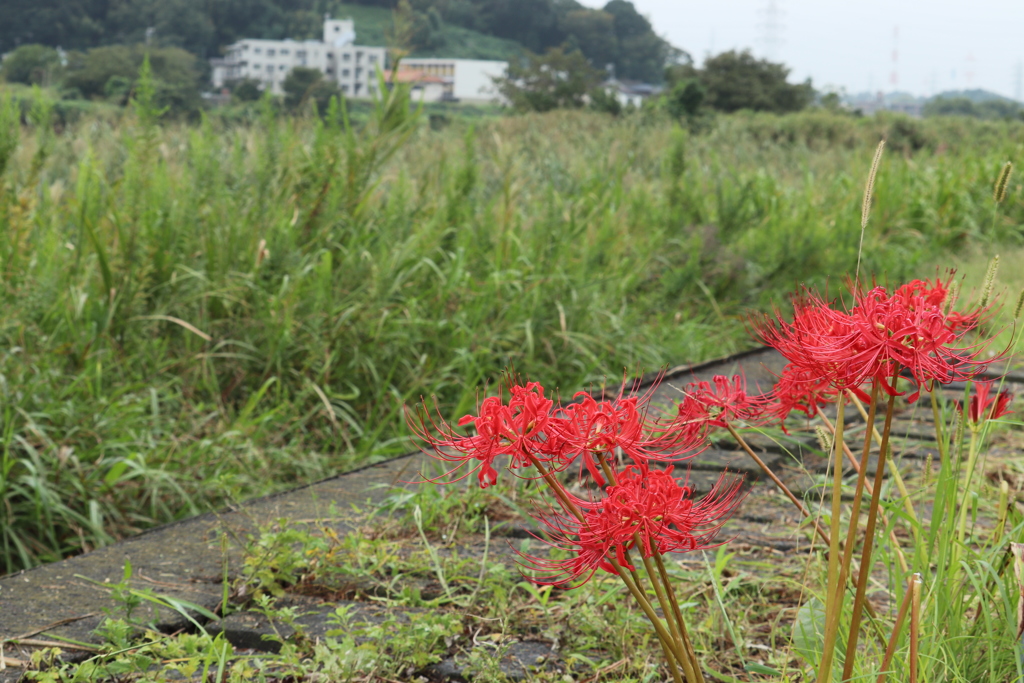 彼岸花2