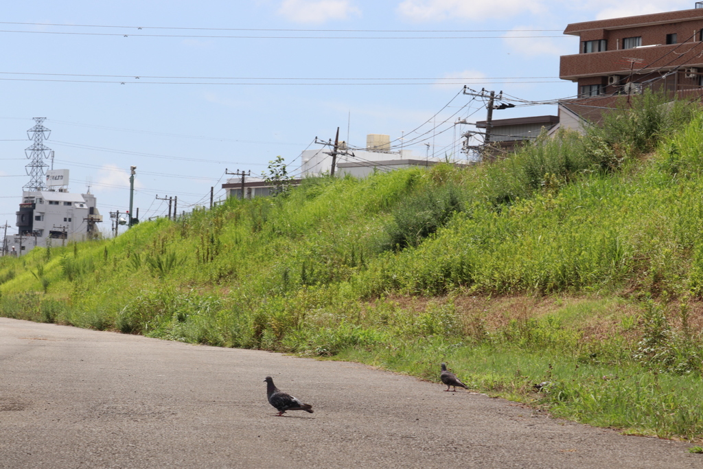 どこか寂しそうな鳩