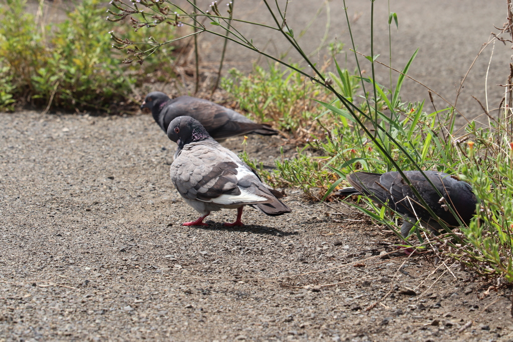 鳩2