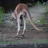 アカカンガルー5