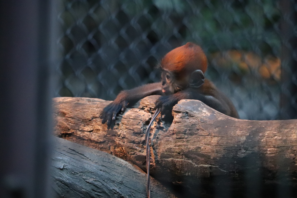 フランソワルトンの赤ちゃん