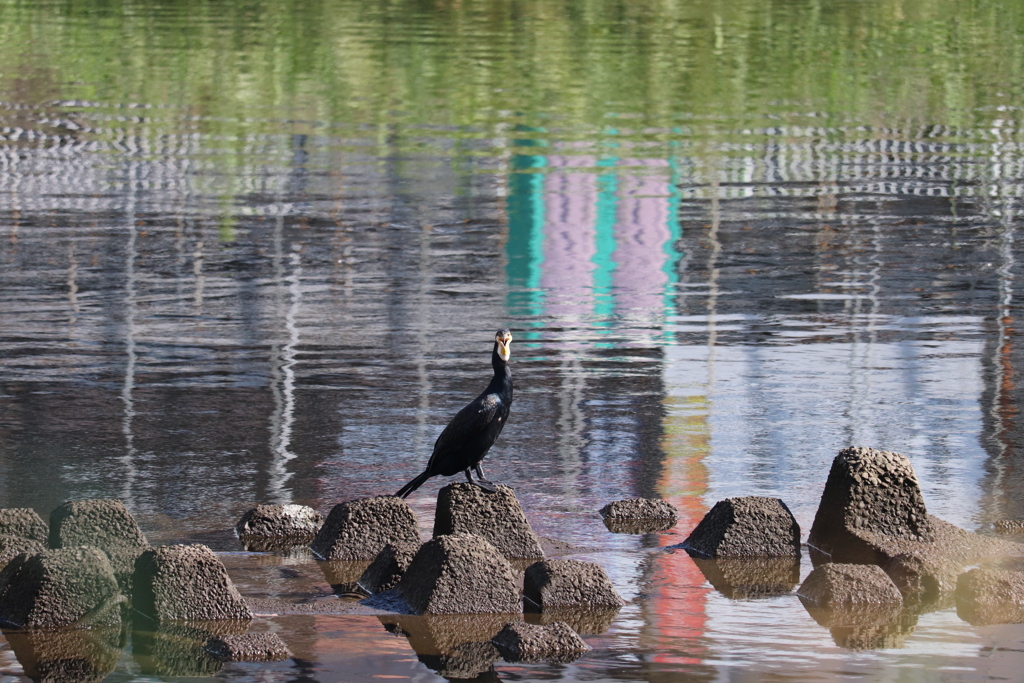 何の鳥？2