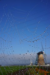 朝露蜘蛛の巣越しの風車