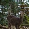 春日大社と鹿