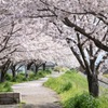 桜並木 