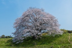 幾坂池の一本桜