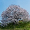 幾坂池の一本桜