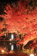 曽木公園 紅葉ライトアップ