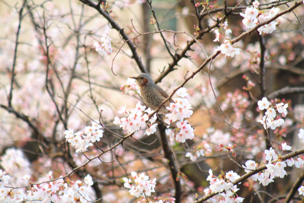 桜 