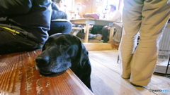 山小屋で犬。 写るんです。
