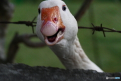 がぁー