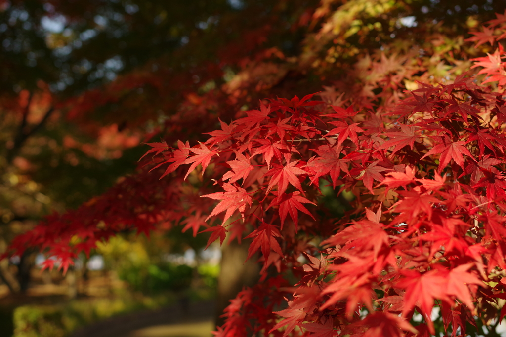 20181029_もみじ