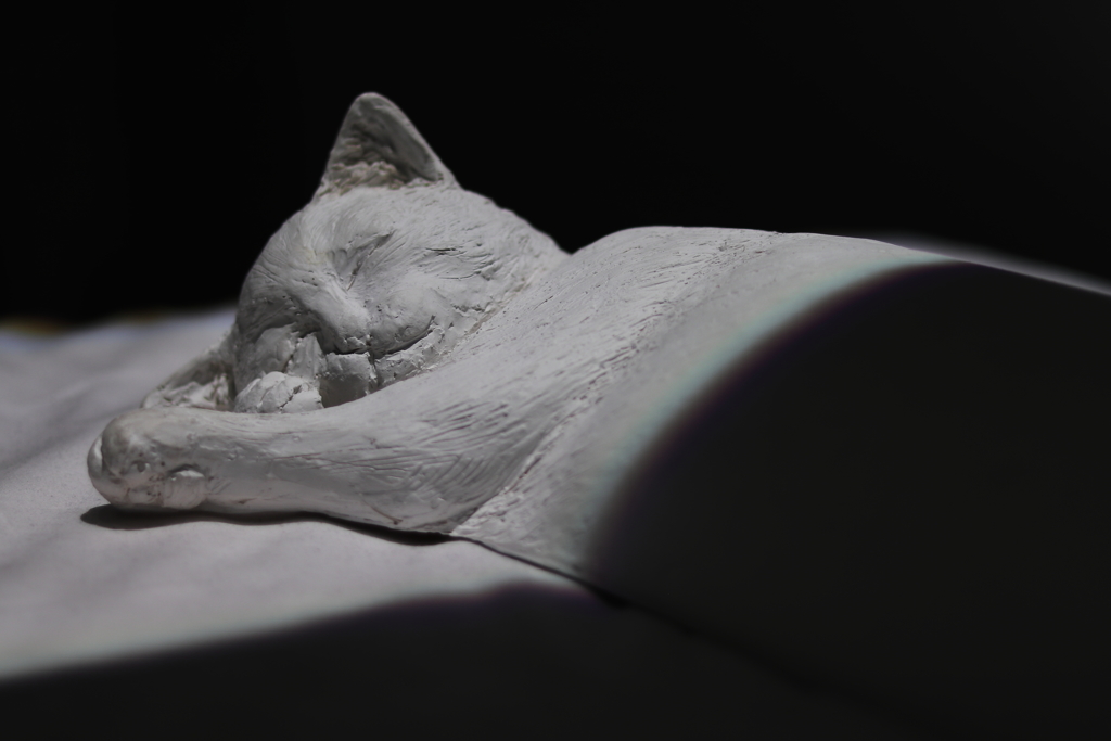 固そうな猫