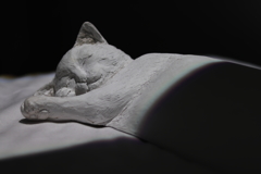 固そうな猫