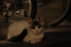 ねこ