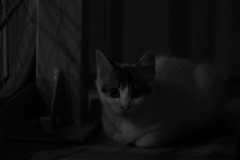 ねこ