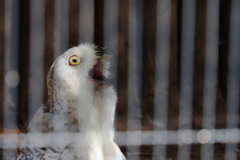 フクロウも暑いよねわかる