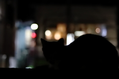 ねこの影