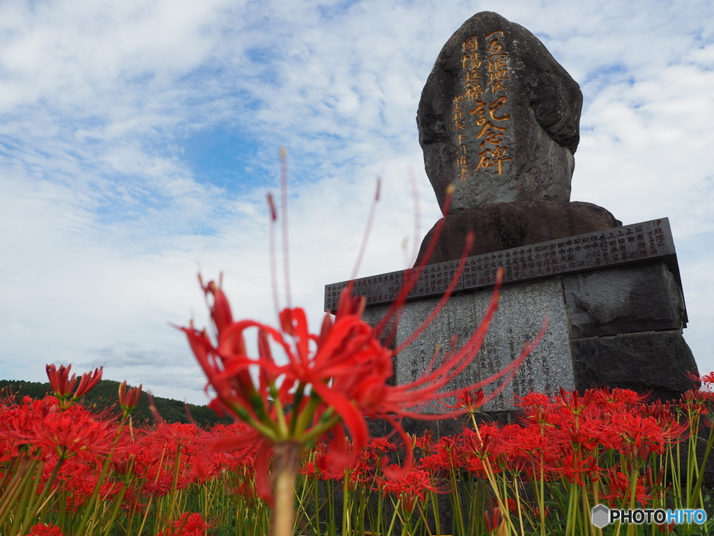 彼岸花の里