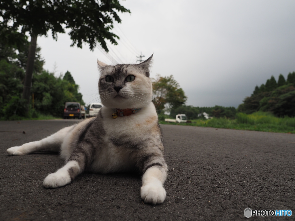 猫くつろぎ中