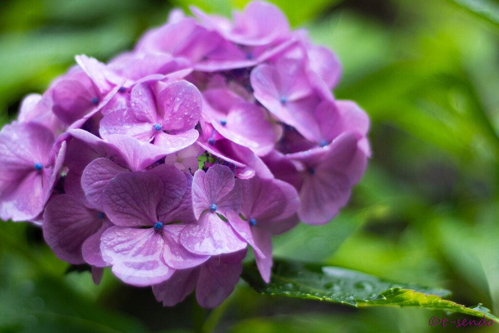 我が家の紫陽花