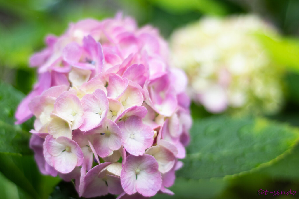 我が家の紫陽花