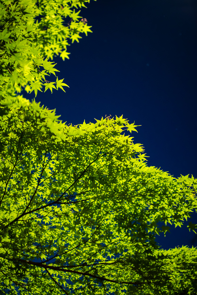 鷺ノ森神社例祭