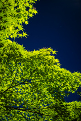 鷺ノ森神社例祭