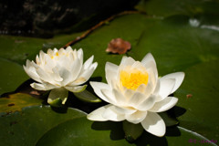 平安神宮