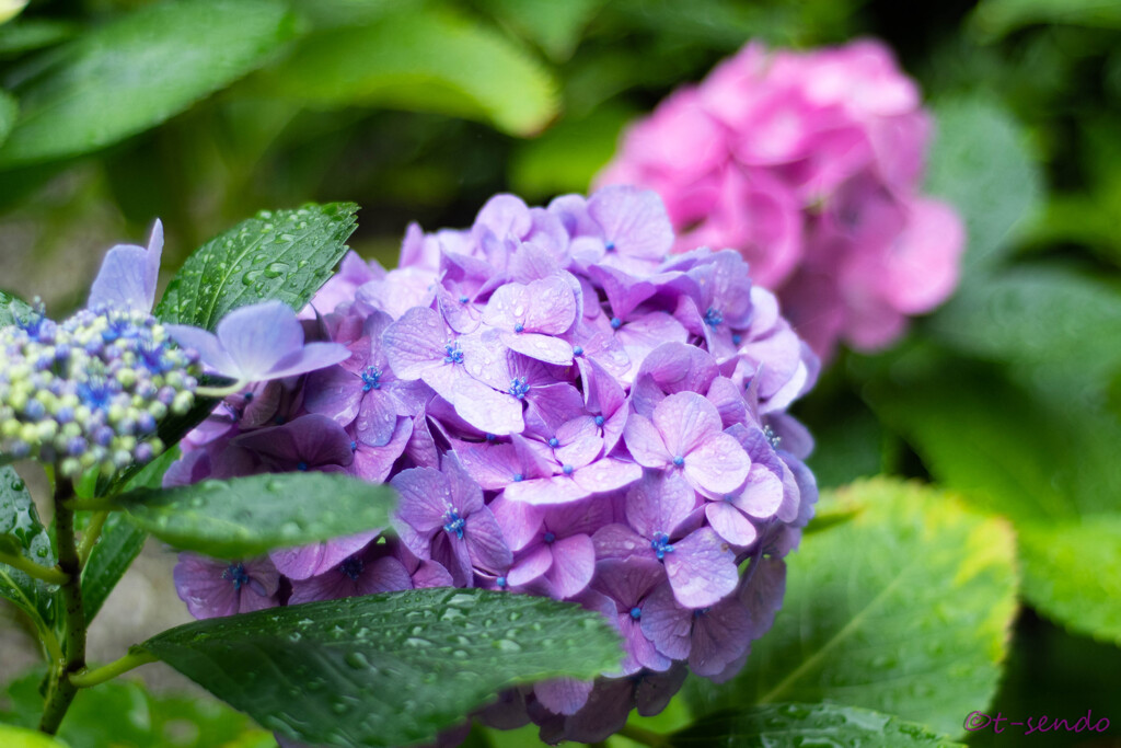 我が家の紫陽花