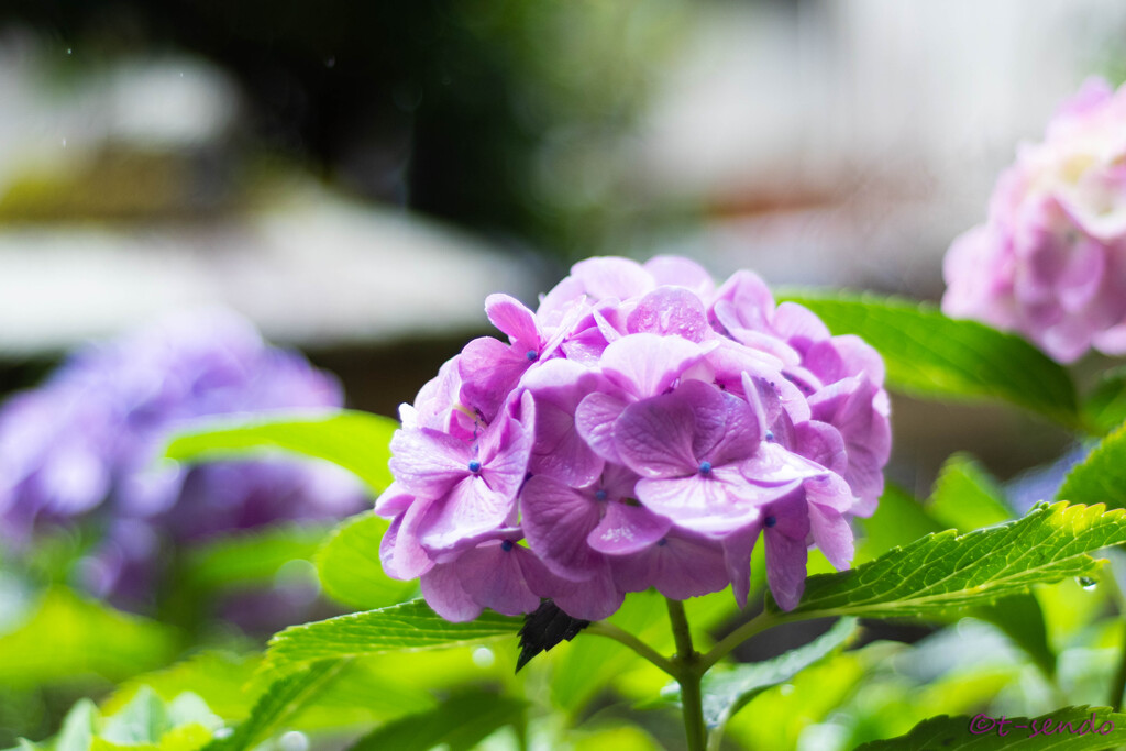 我が家の紫陽花