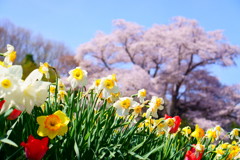 古殿町 越代の桜