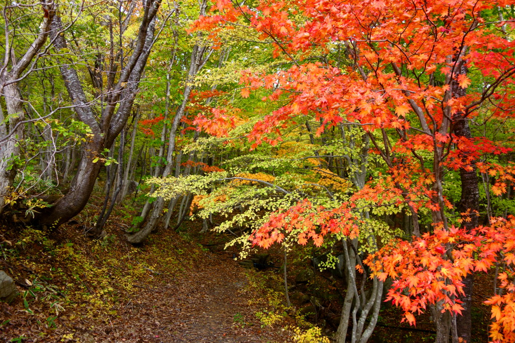 鬼ヶ城山の紅葉 2