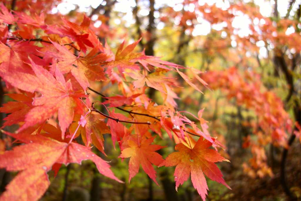 鬼ヶ城山の紅葉 1