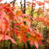 鬼ヶ城山の紅葉 1