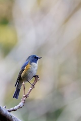 今年もルリビタキの季節