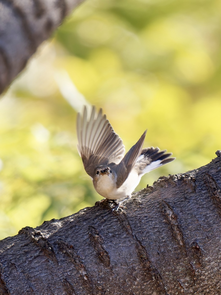 ニシオジロビタキ