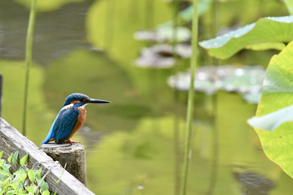 蓮池のカワセミ