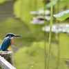 蓮池のカワセミ