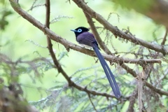 サンコウチョウ 今シーズン初撮り