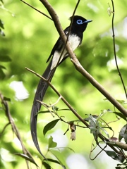 サンコウチョウ