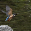 境川のカワセミ