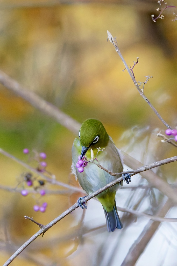 メジロ & ムラサキシキブ
