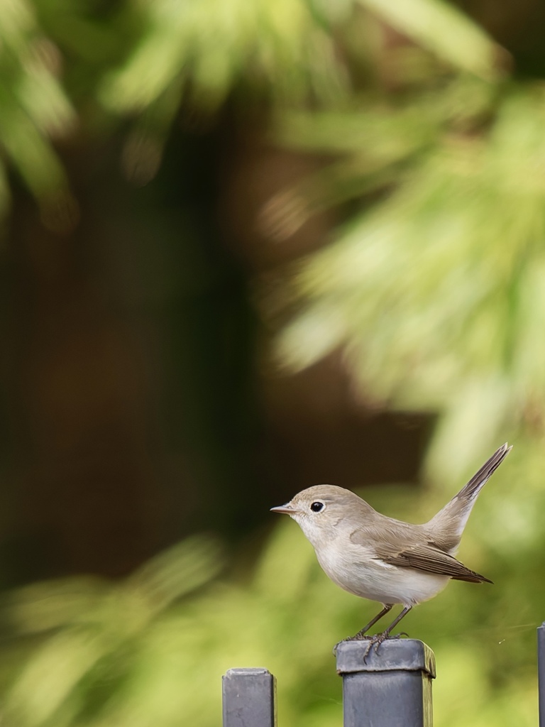 ニシオジロビタキ