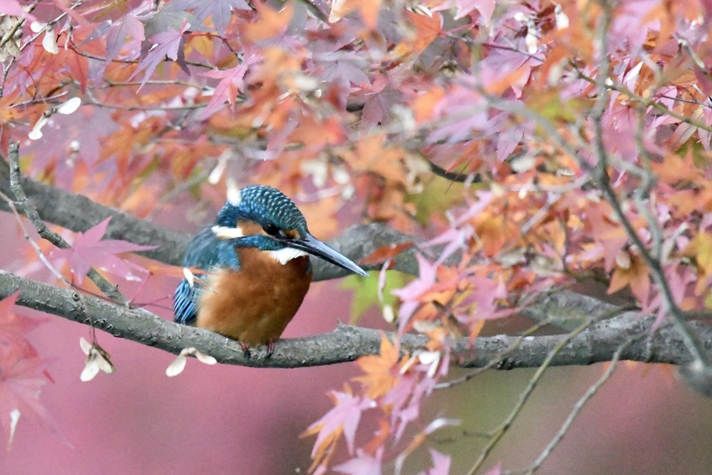 モミカワ　紅編