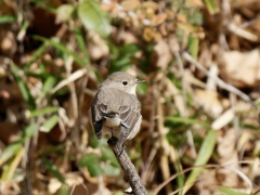 ニシオジロビタキ