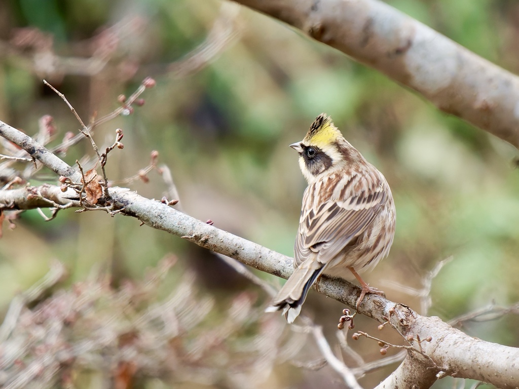 ミヤマホオジロ